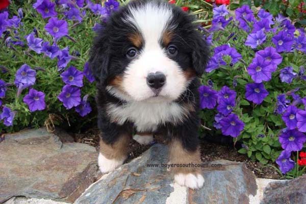 bernese cachorro